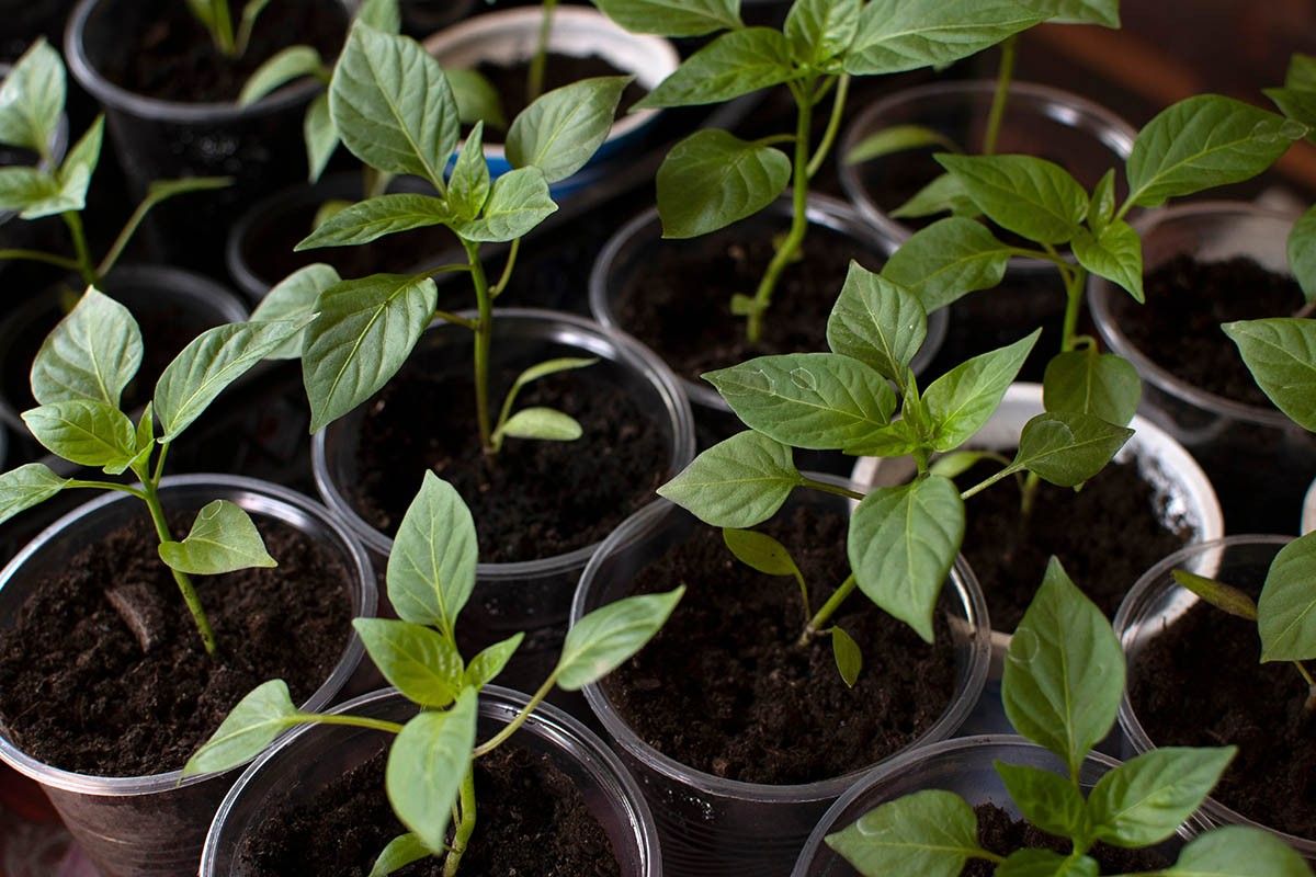 когда сеять перцы