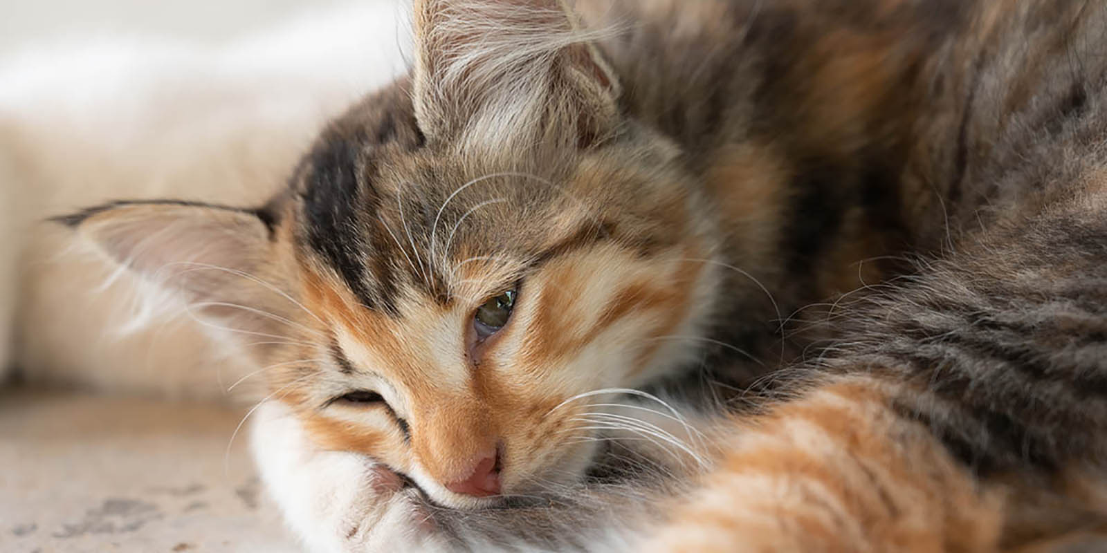 Как понять, что кошка заболела: тревожные сигналы, которые нельзя игнорировать