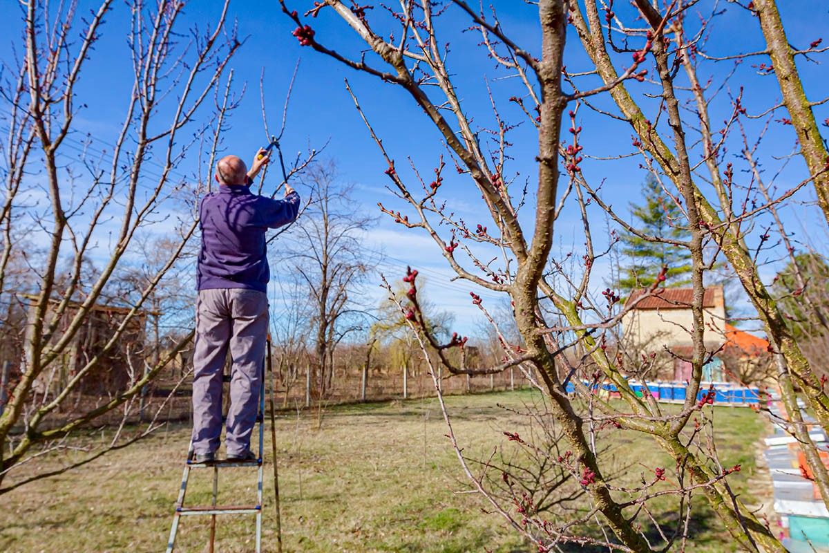 фермер подрезает деревья