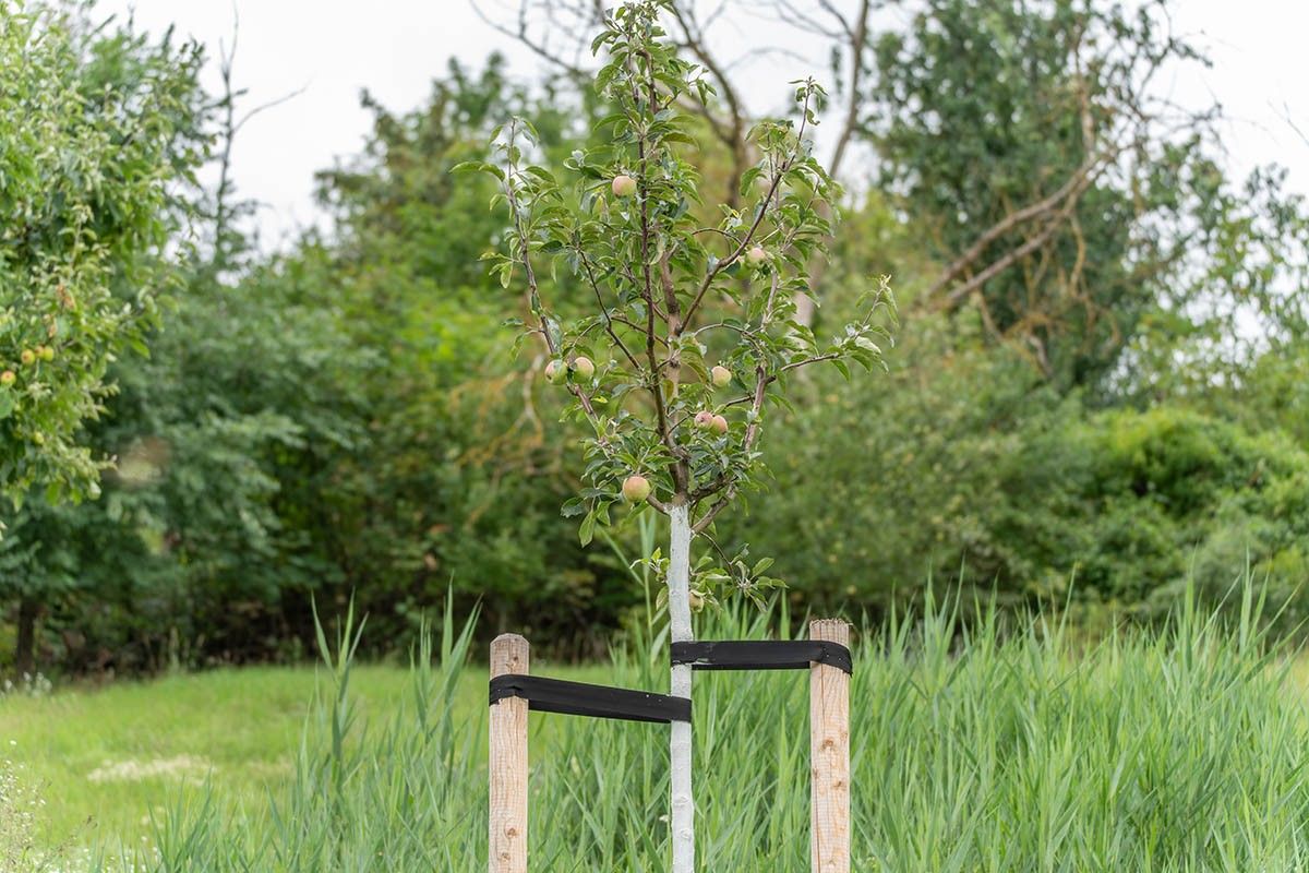 срез скелет дерева