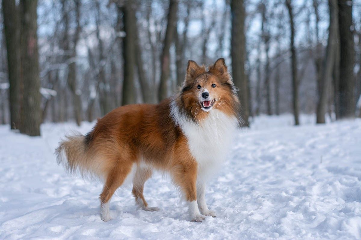 пастушьи собаки