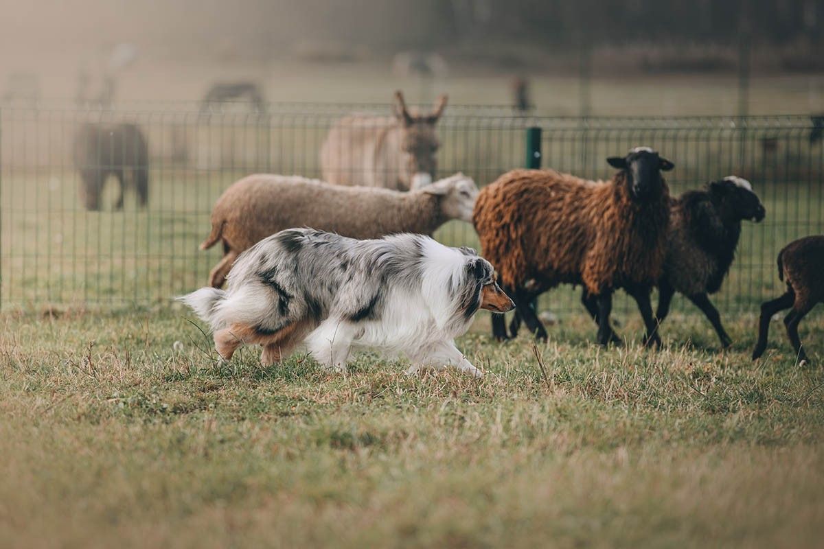 пастушьи собаки