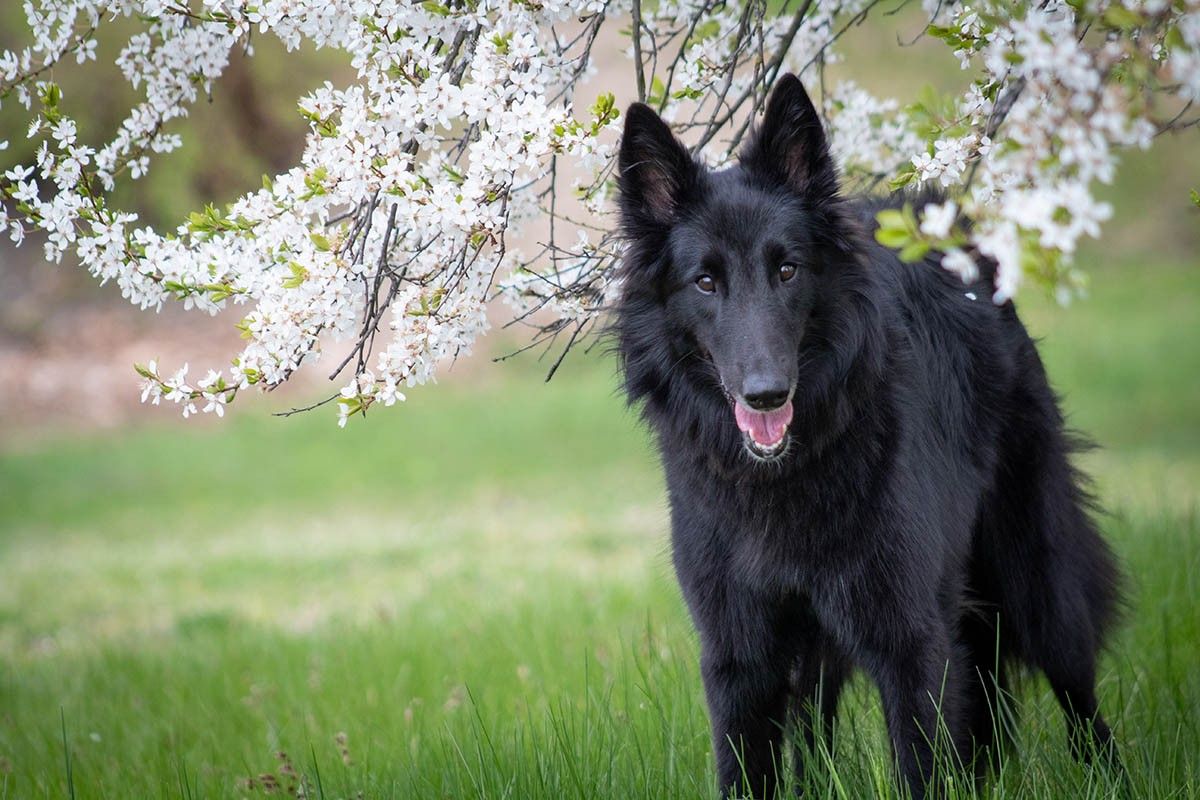 пастушьи собаки