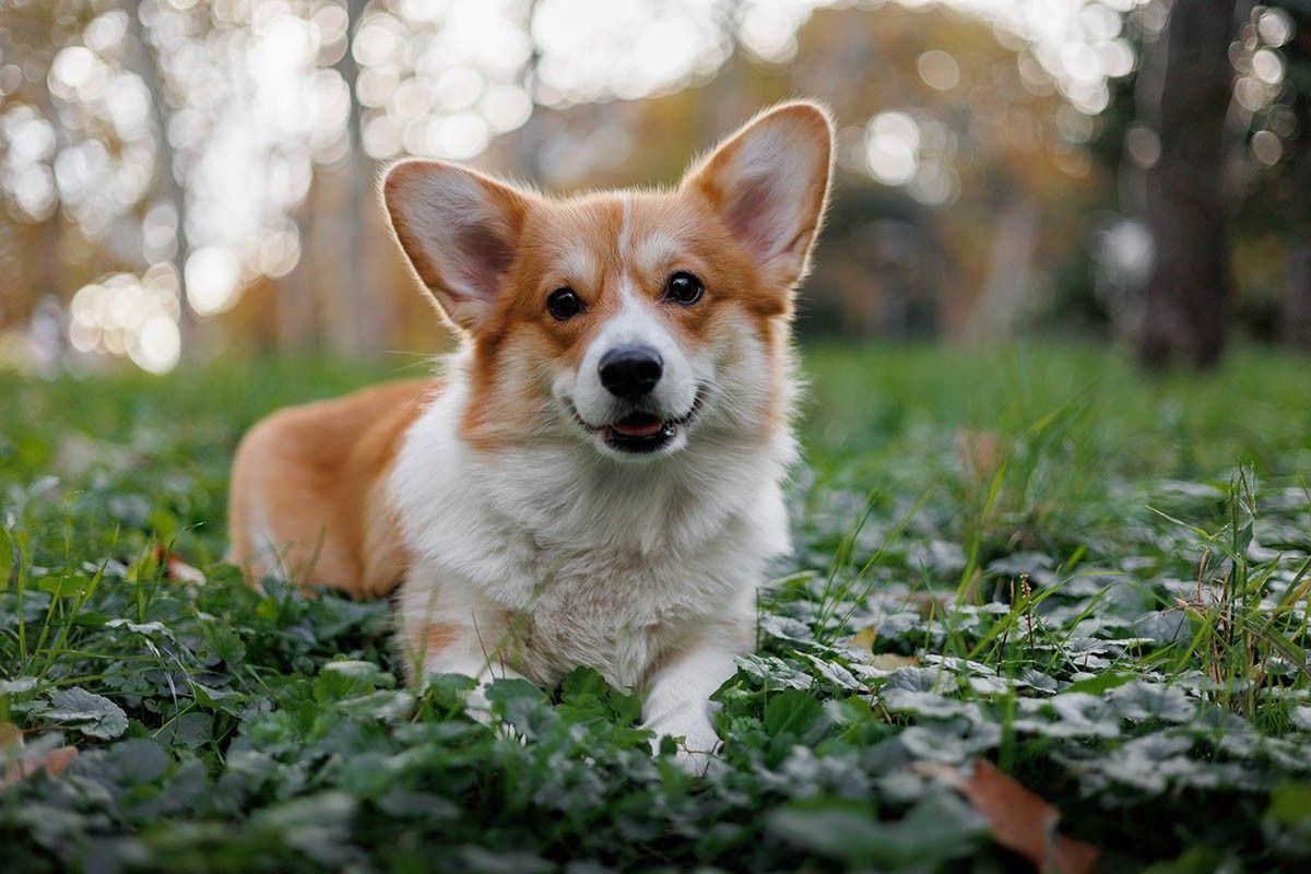 пастушьи собаки