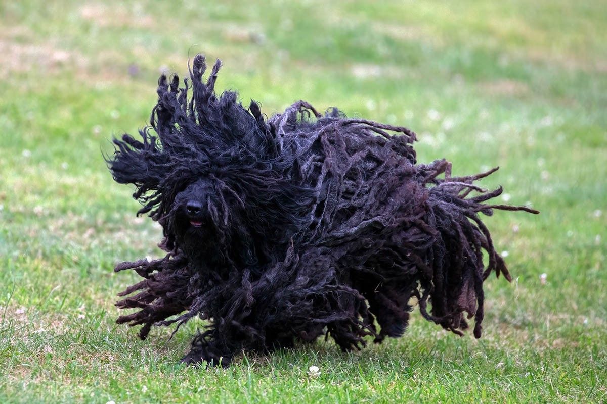 пастушьи собаки