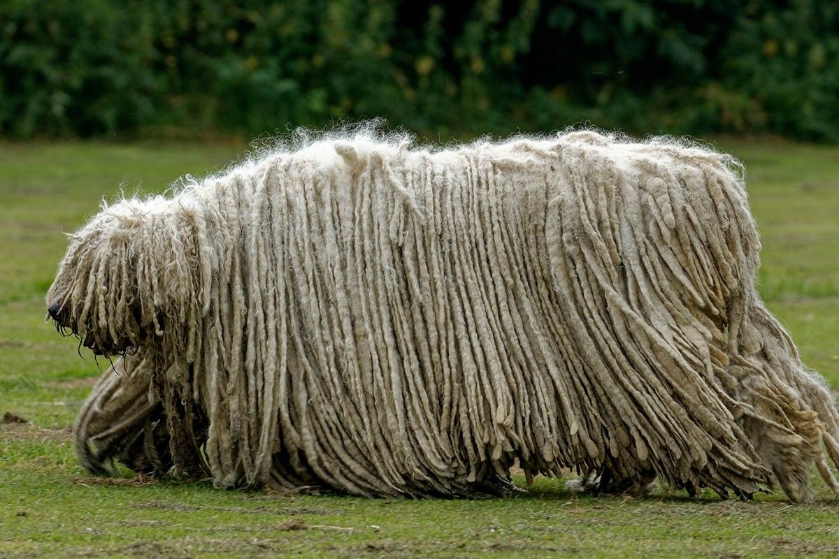 пастушьи собаки