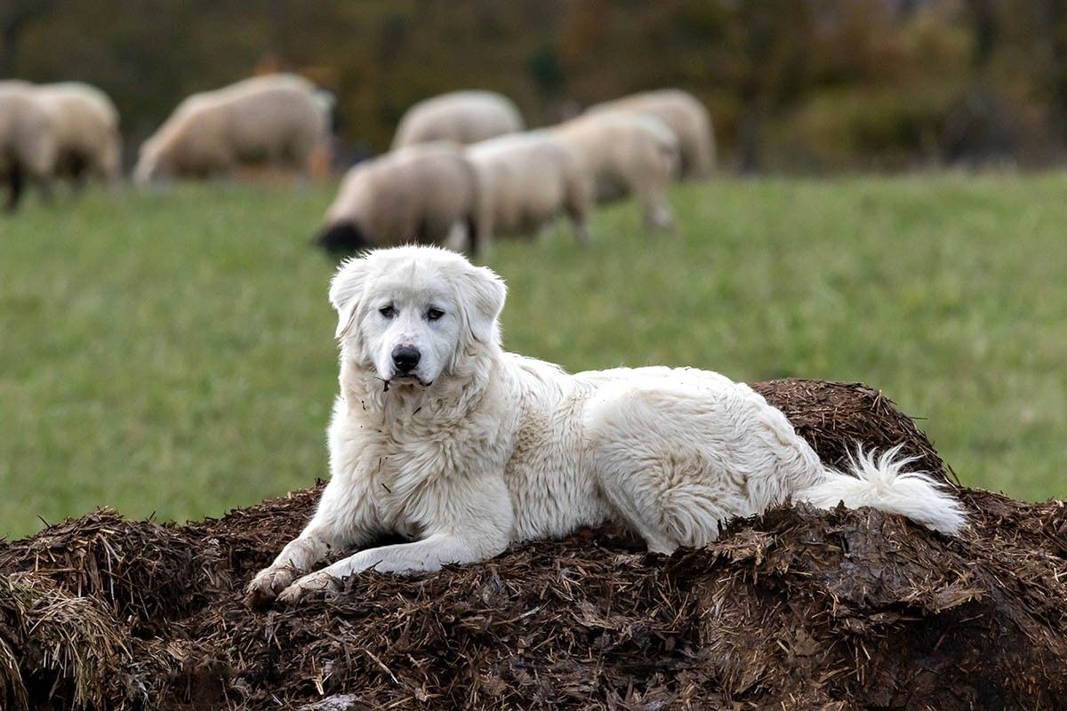 пастушьи собаки
