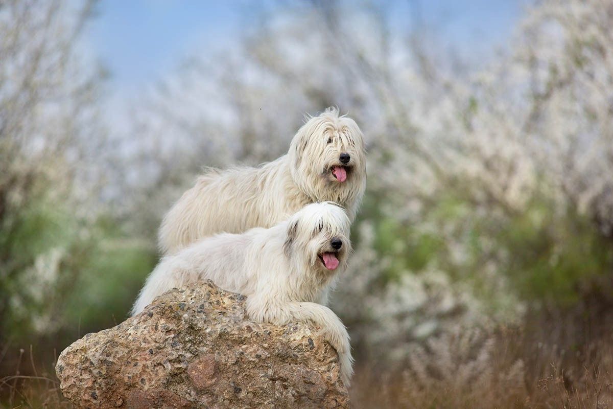 пастушьи собаки