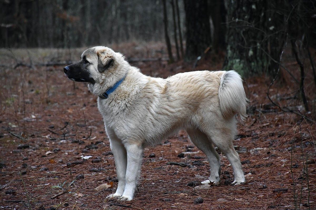 пастушьи собаки