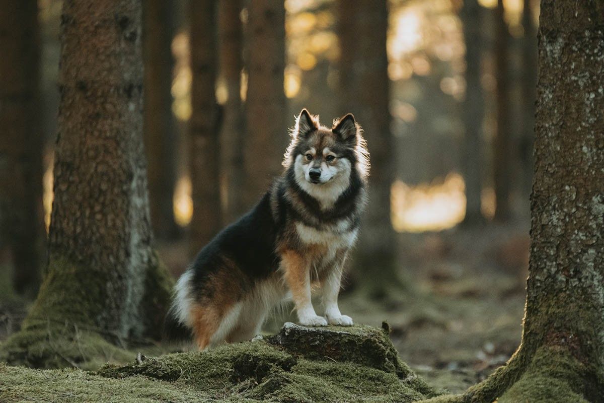 пастушьи собаки