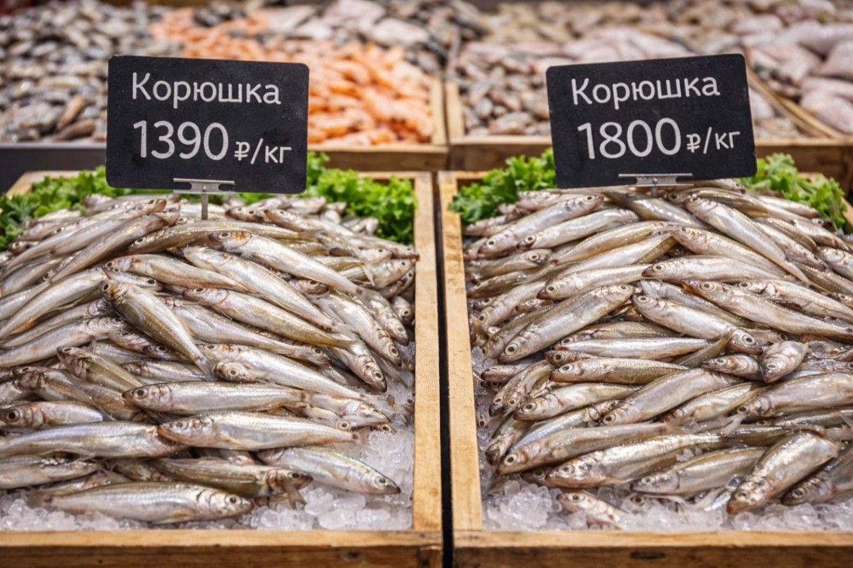 Когда пойдет корюшка в Питере