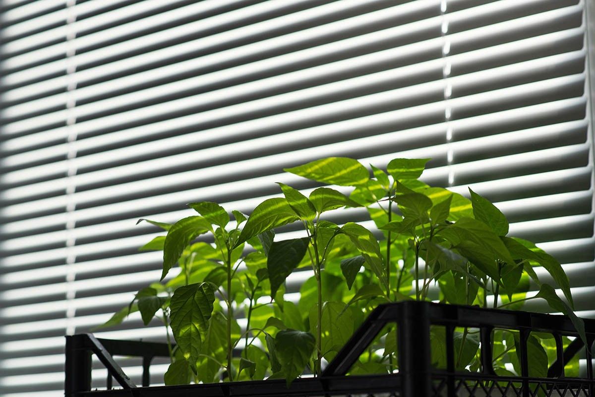 почему вытягивается рассада