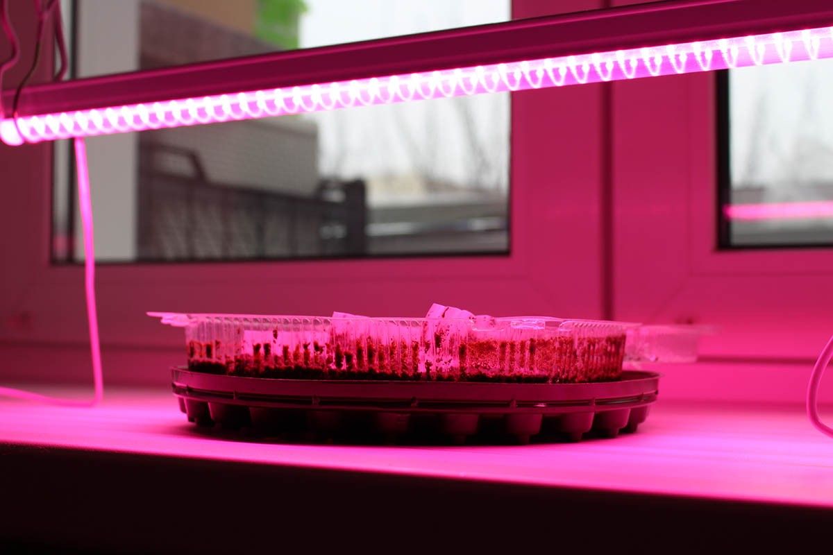 почему вытягивается рассада