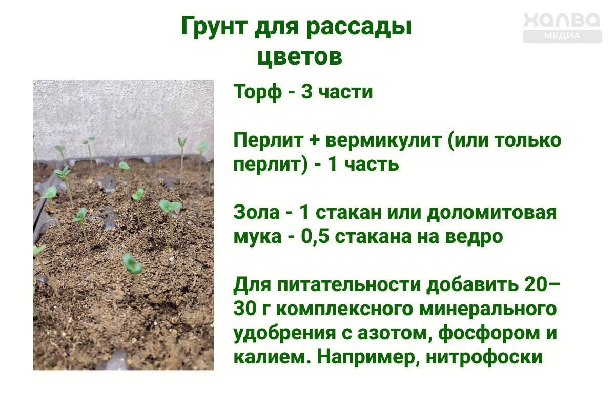 грунт для рассады цветов