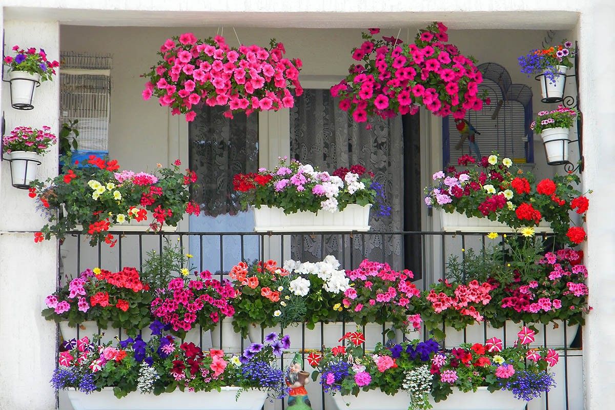 цветы для балкона