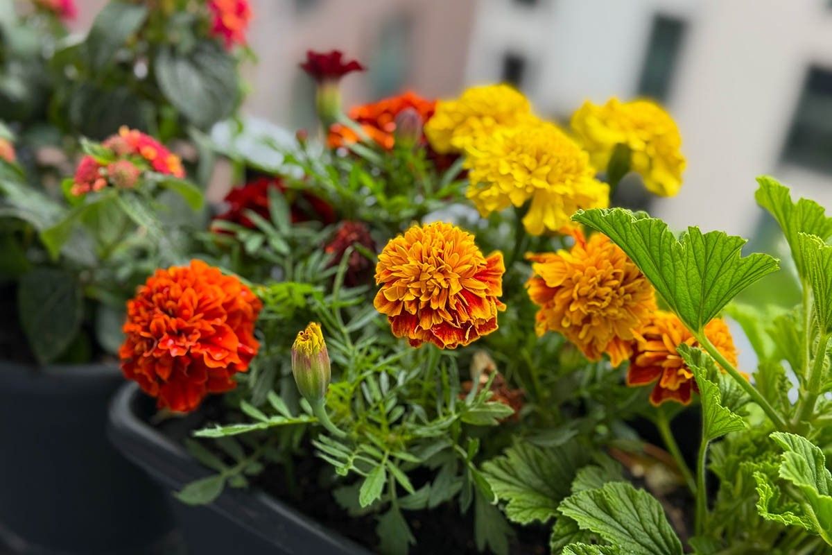 цветы для солнечного балкона