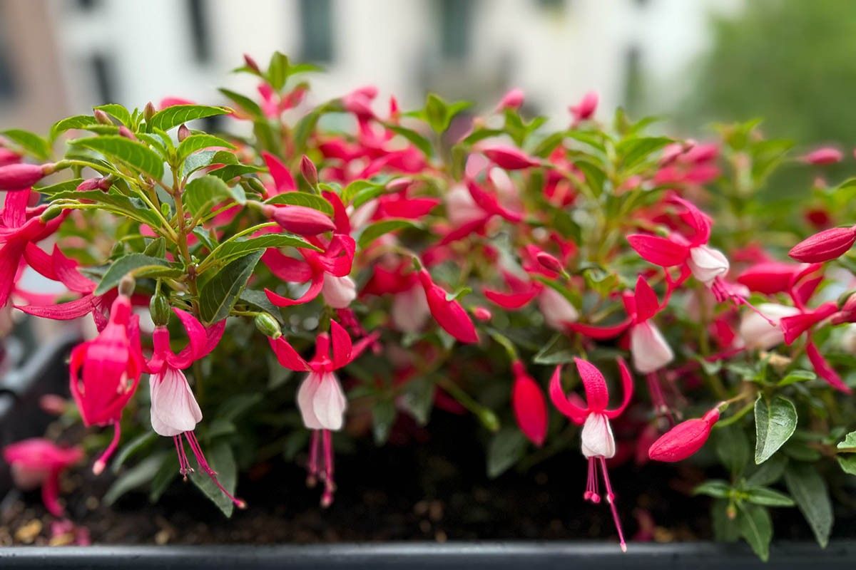 цветы для северного балкона