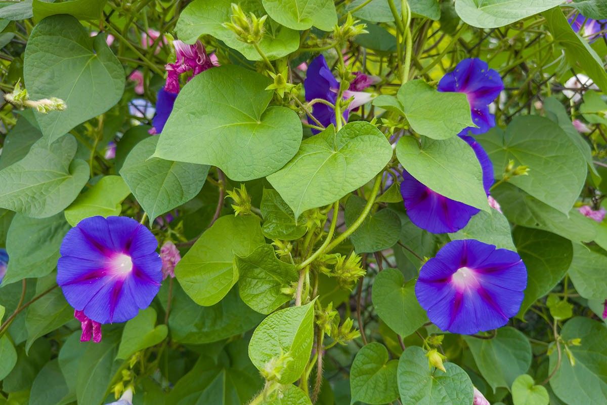 вьющиеся цветы на балкон