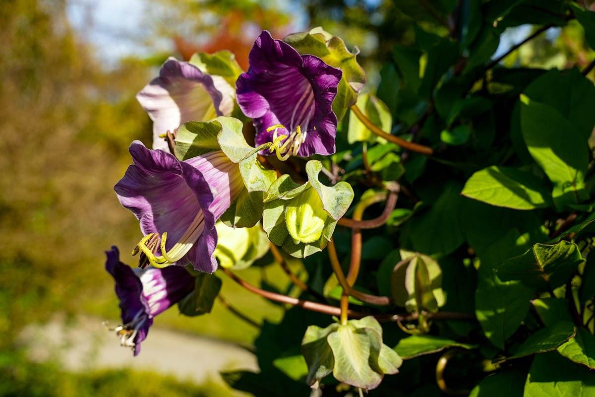 цветы на балкон