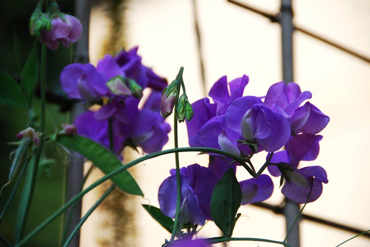цветы балконные красивые