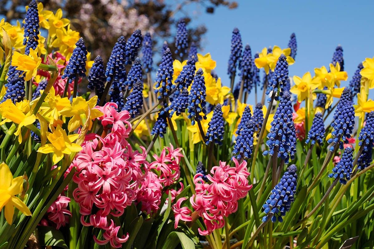 цветы на балкон