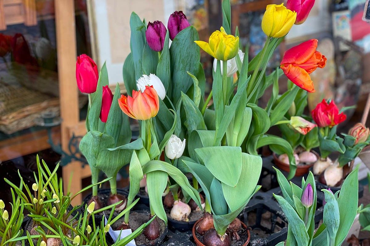 цветы луковичные