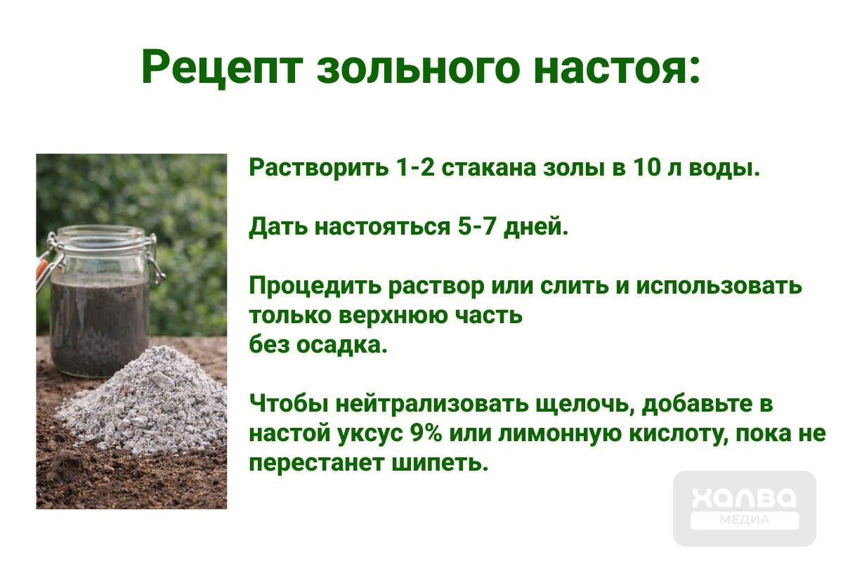 рецепт зольного настоя