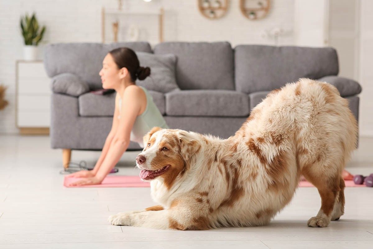 упражнения на растяжку дома без инвентаря