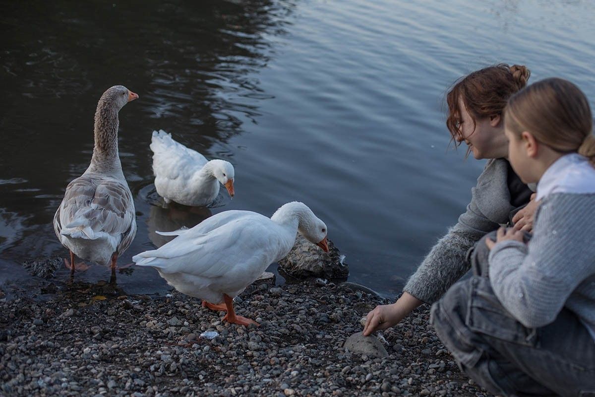 когда день птиц