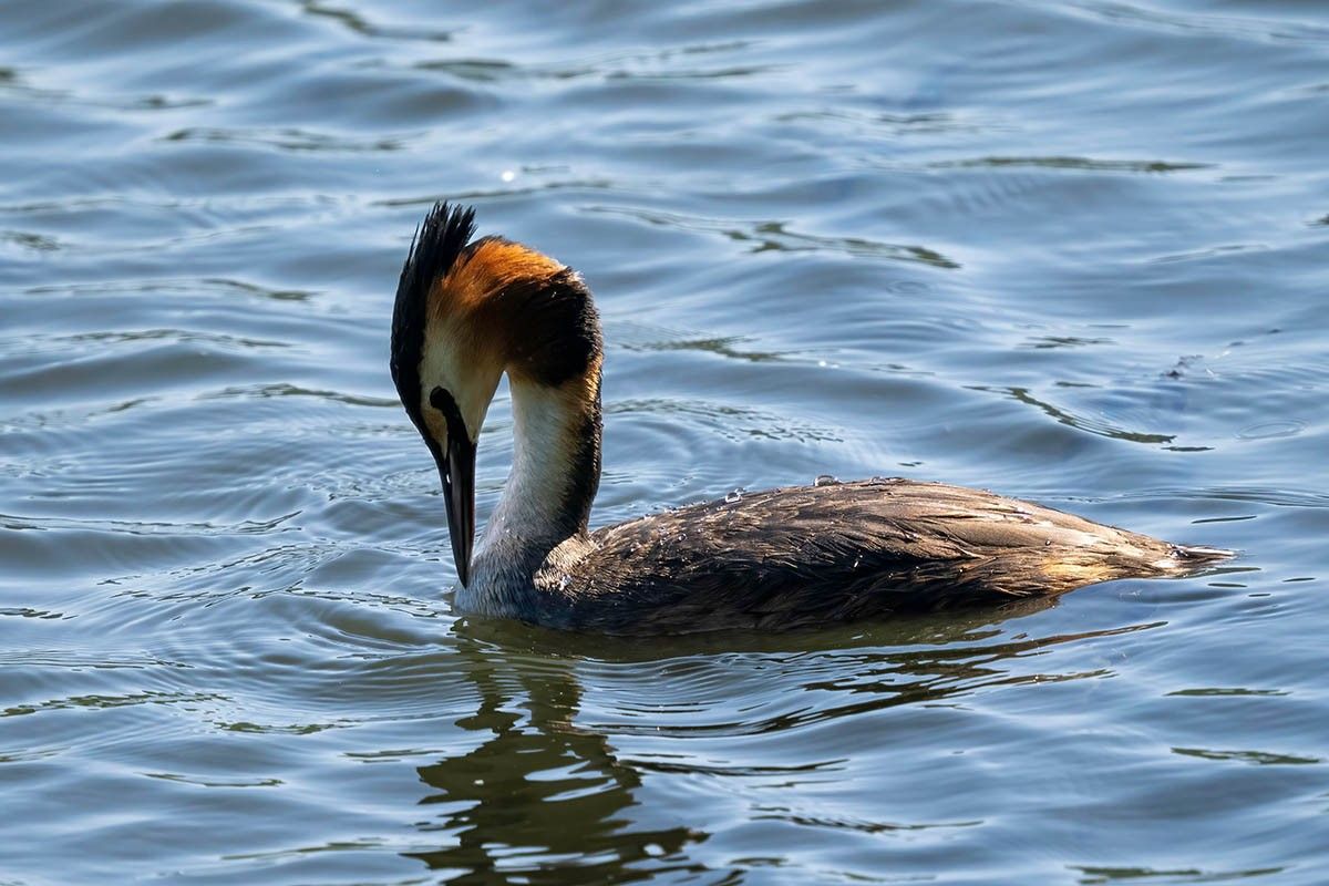 мероприятия к дню птиц