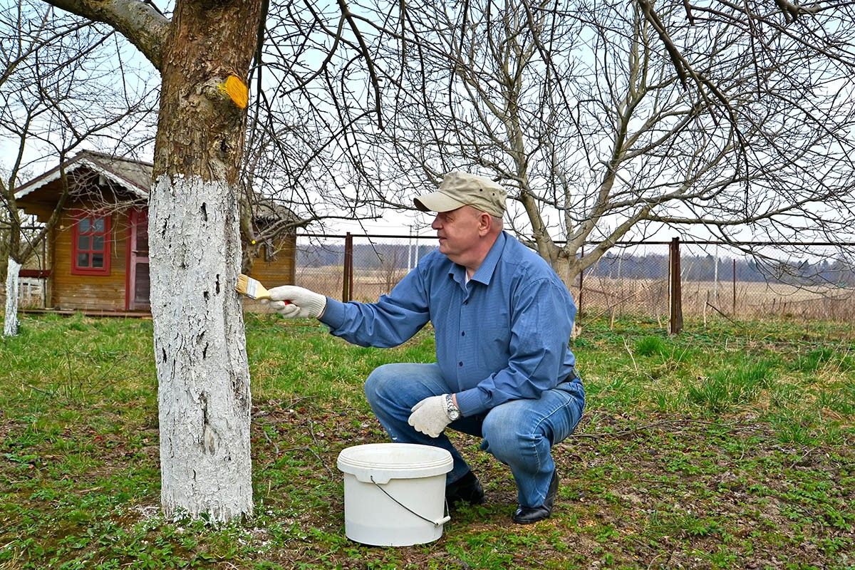 зачем белить деревья