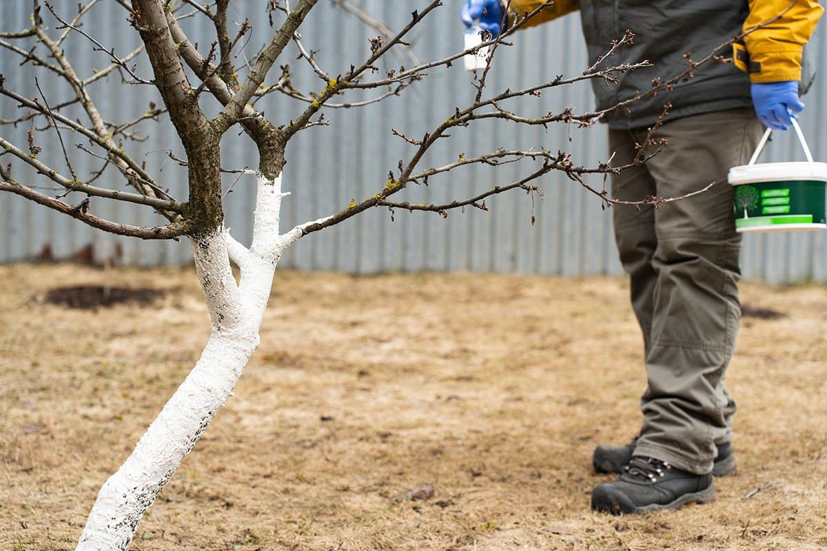 чем белить деревья