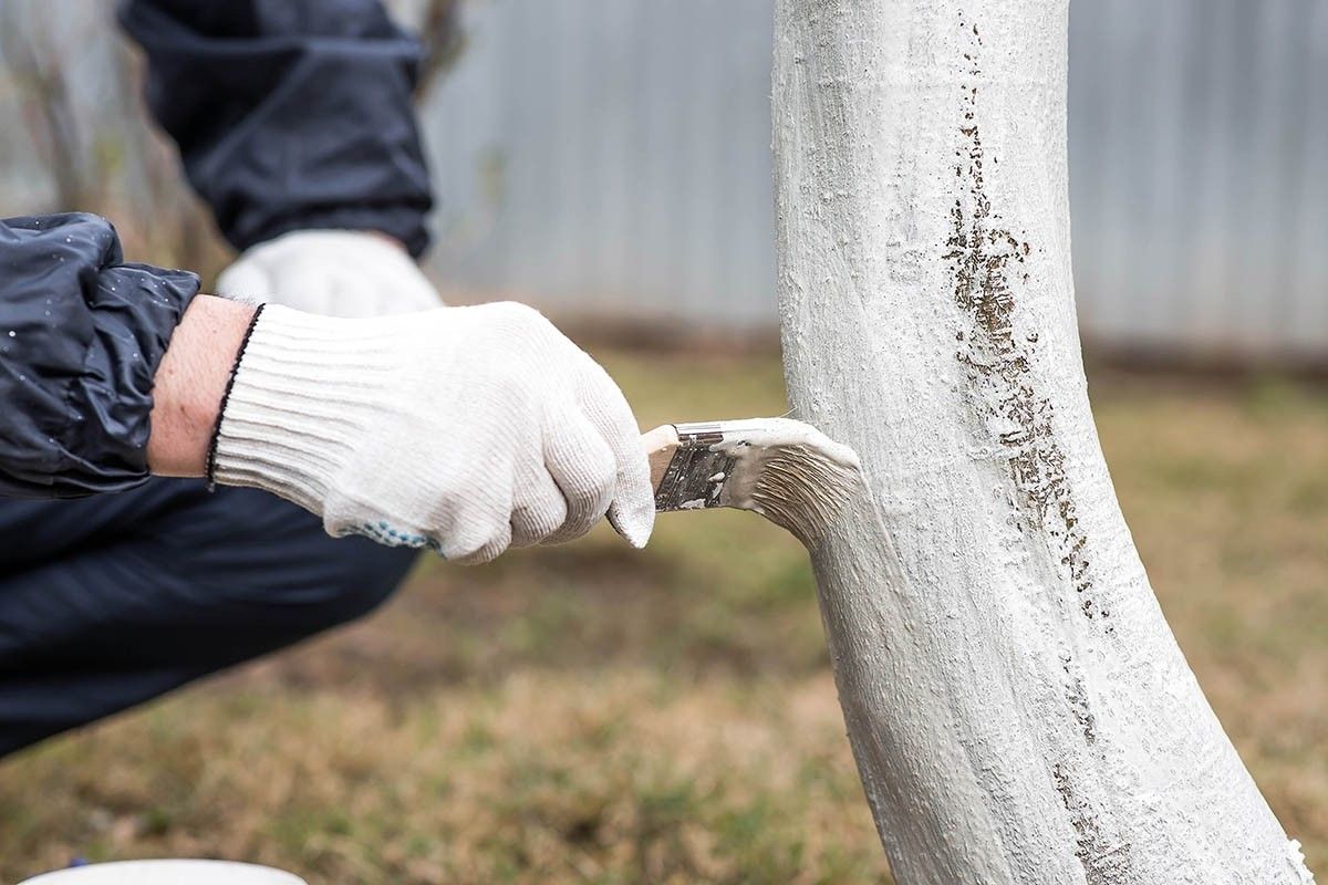 как белить плодовые деревья
