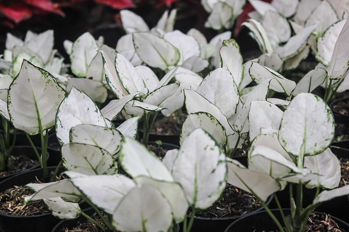 аглаонема фото