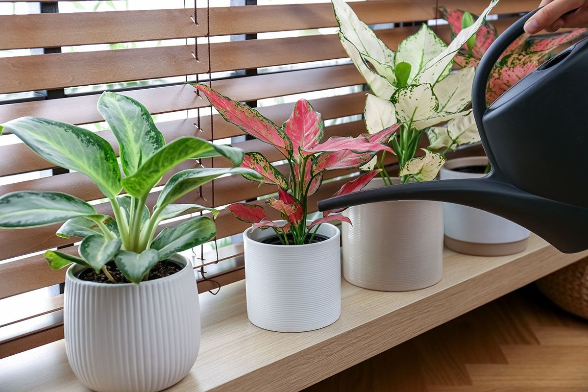 аглаонема уход