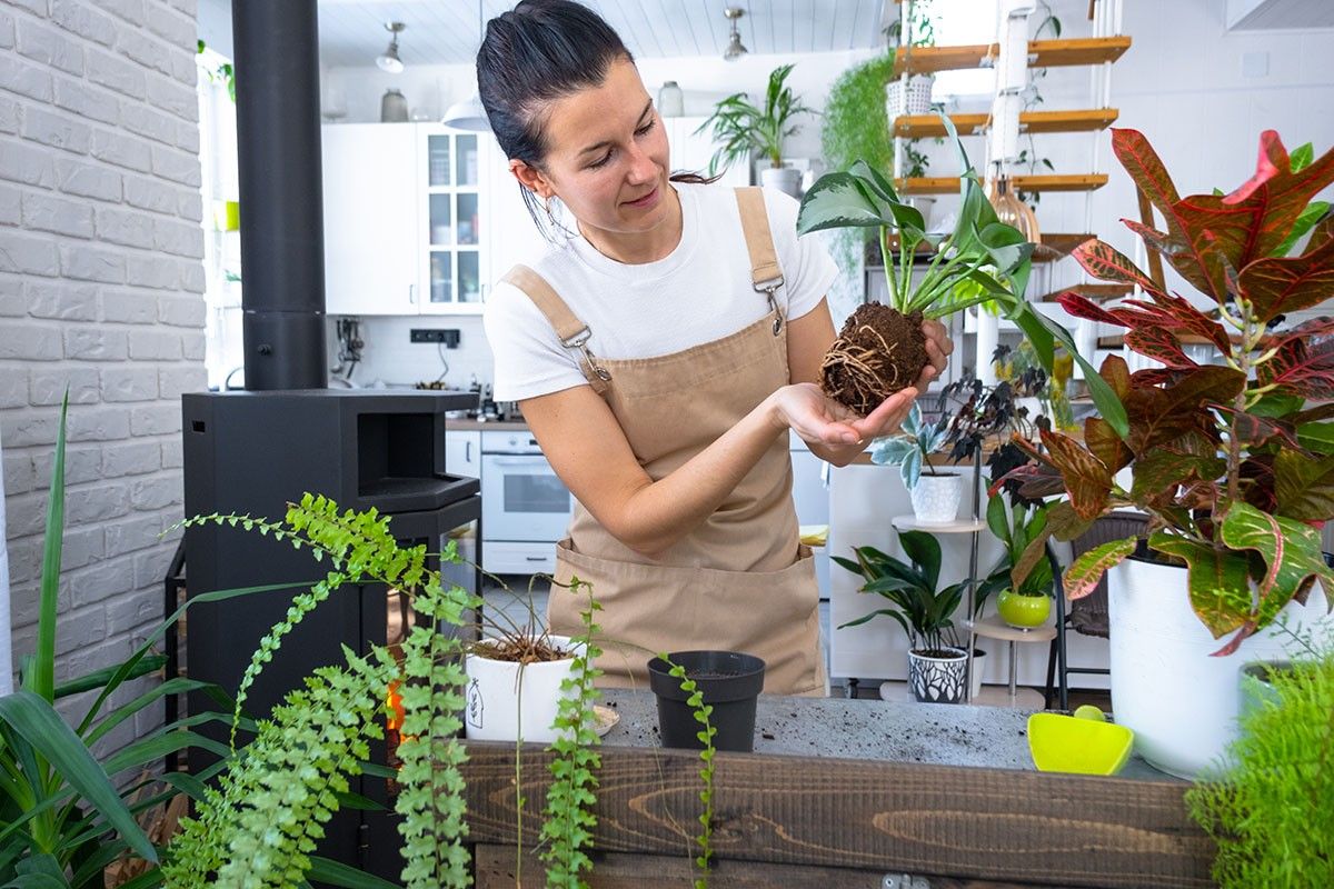 аглаонема домашняя