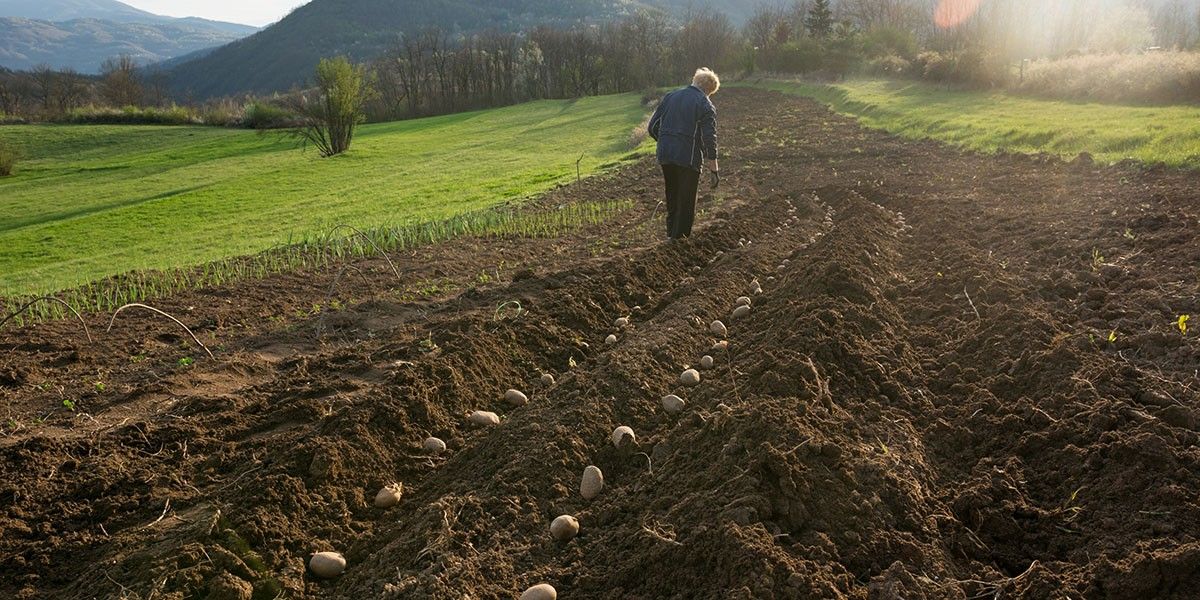 Когда сажают картошку в 2026 году: сроки для Подмосковья, юга и других регионов