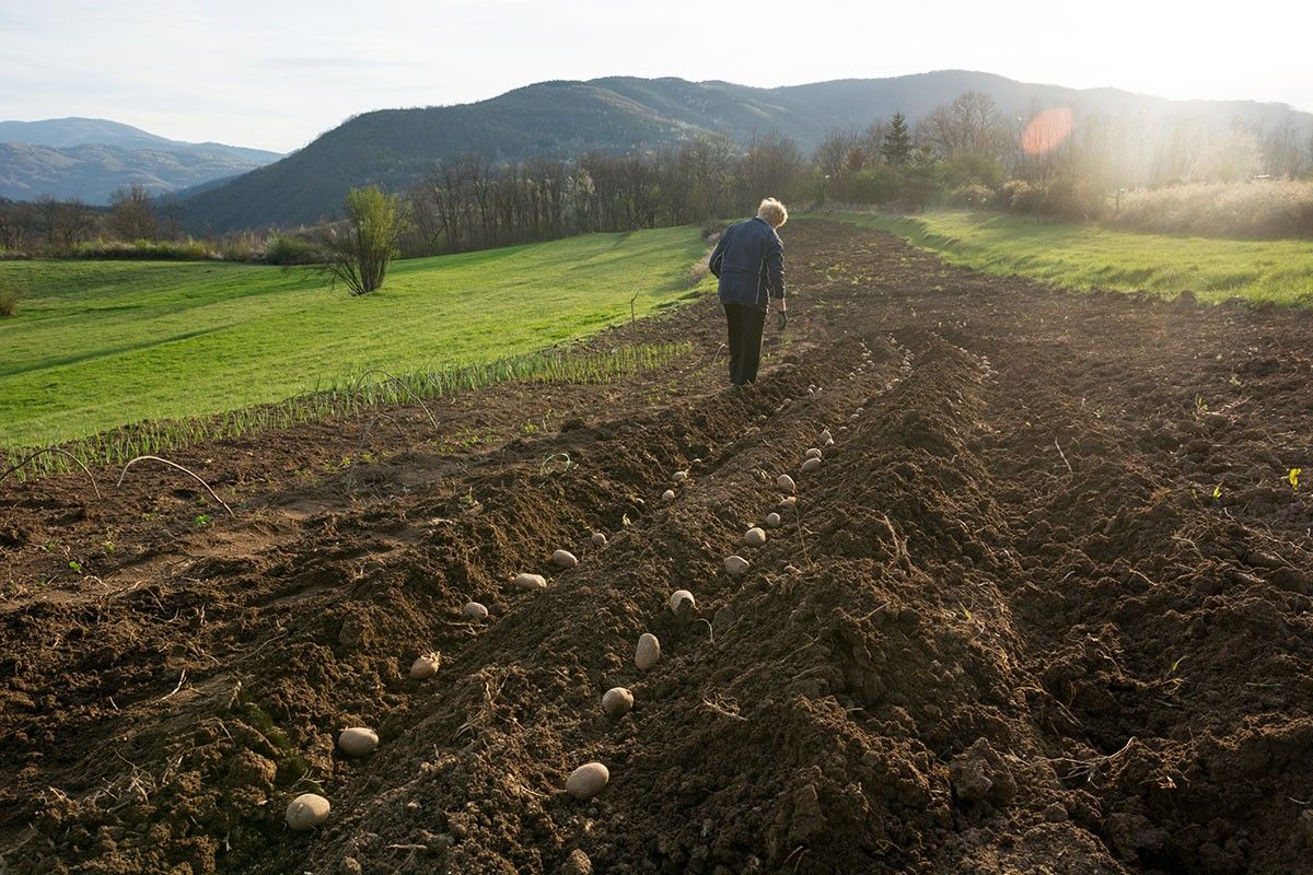 когда сажать картошку