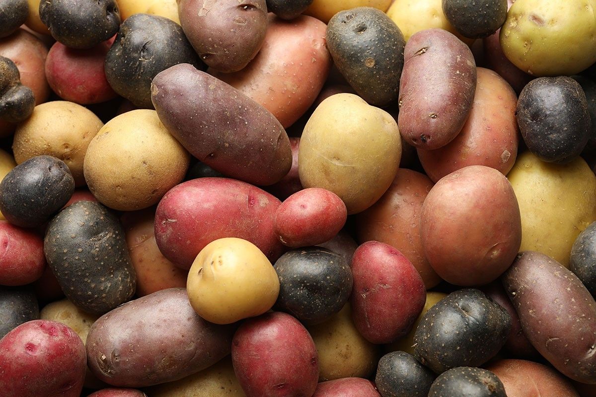 когда сажать картошку.