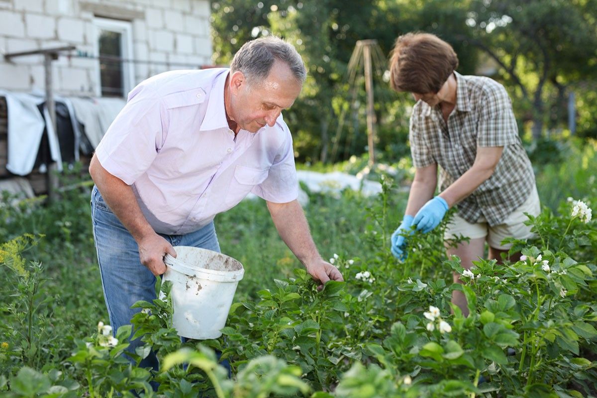 когда сажать картошку.