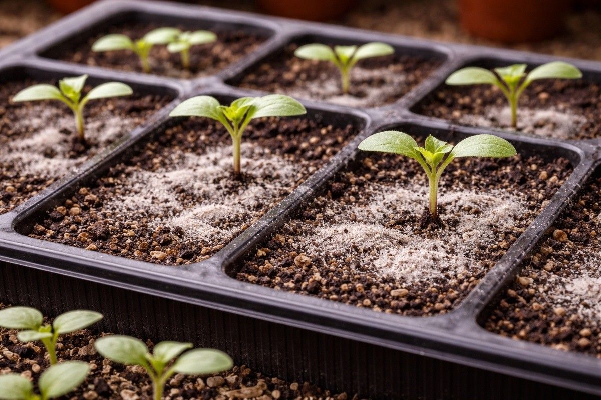 черная ножка как бороться