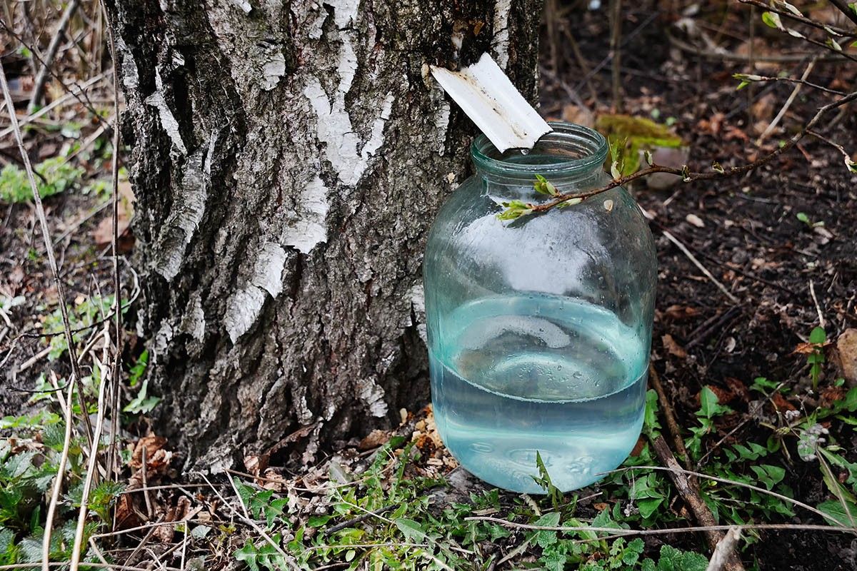 когда березовый сок собирают 