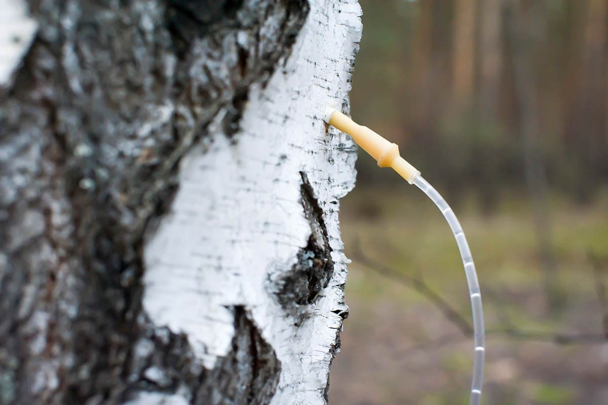 сок березовый