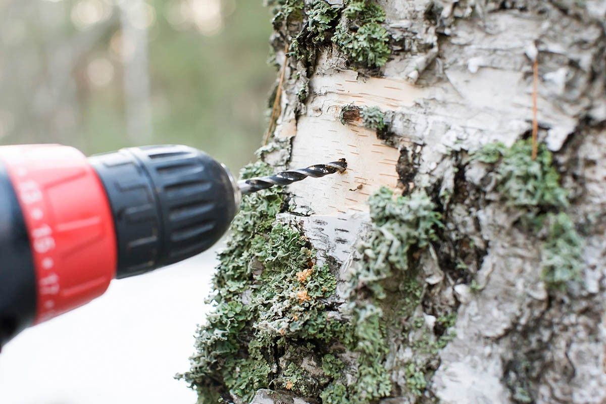 когда надо собирать березовый сок