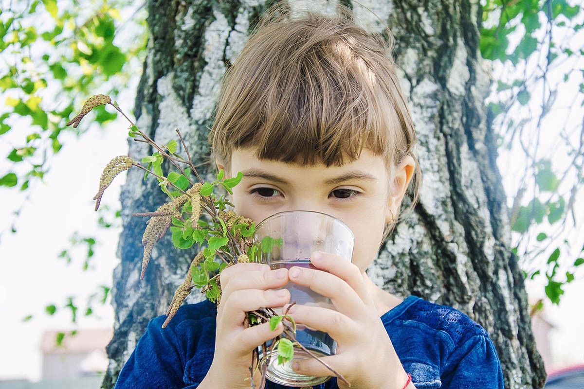 какими свойствами обладает березовый сок