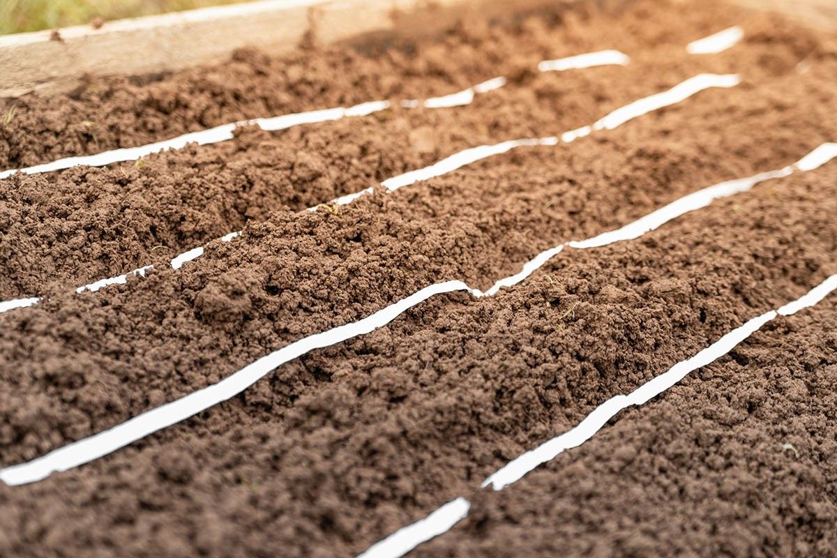 семена на бумаге