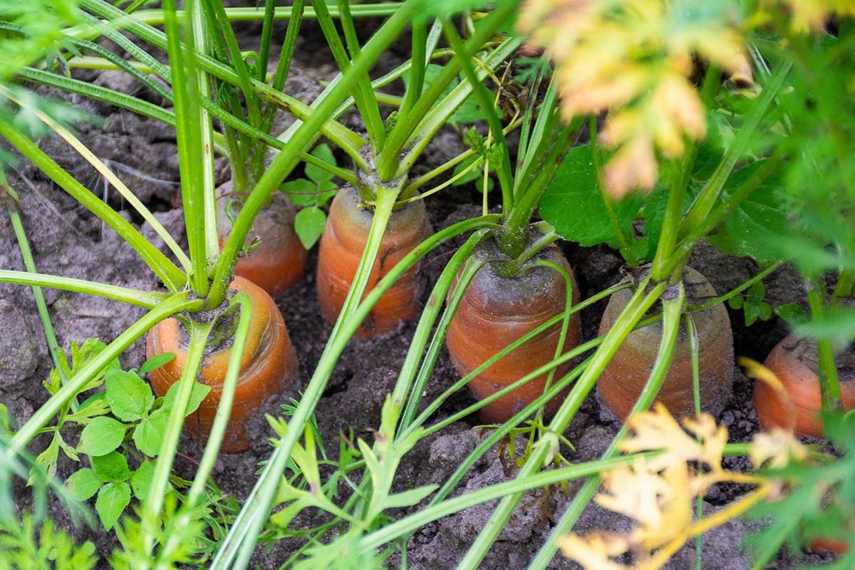 окучивать морковь 