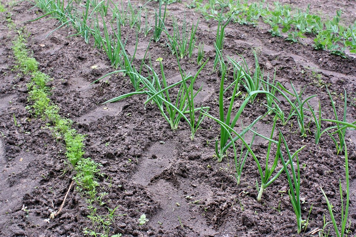 морковь рядом 