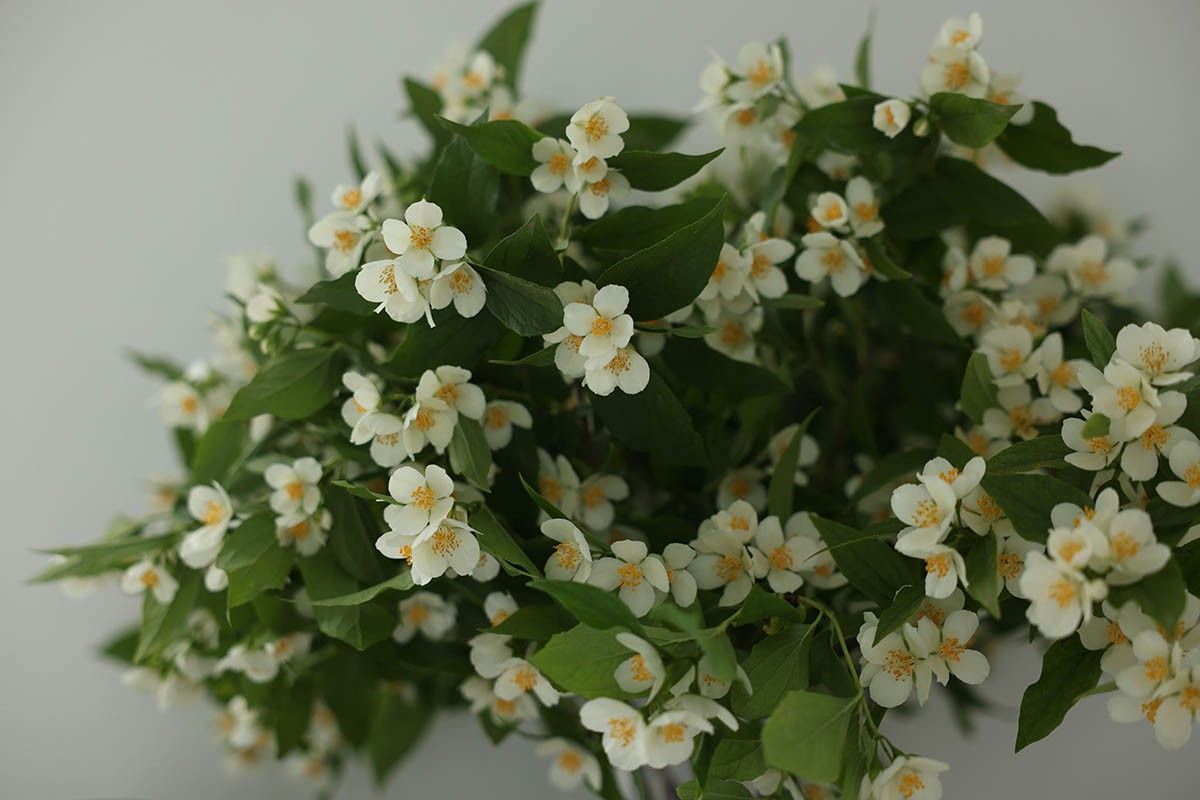 букет жасмина