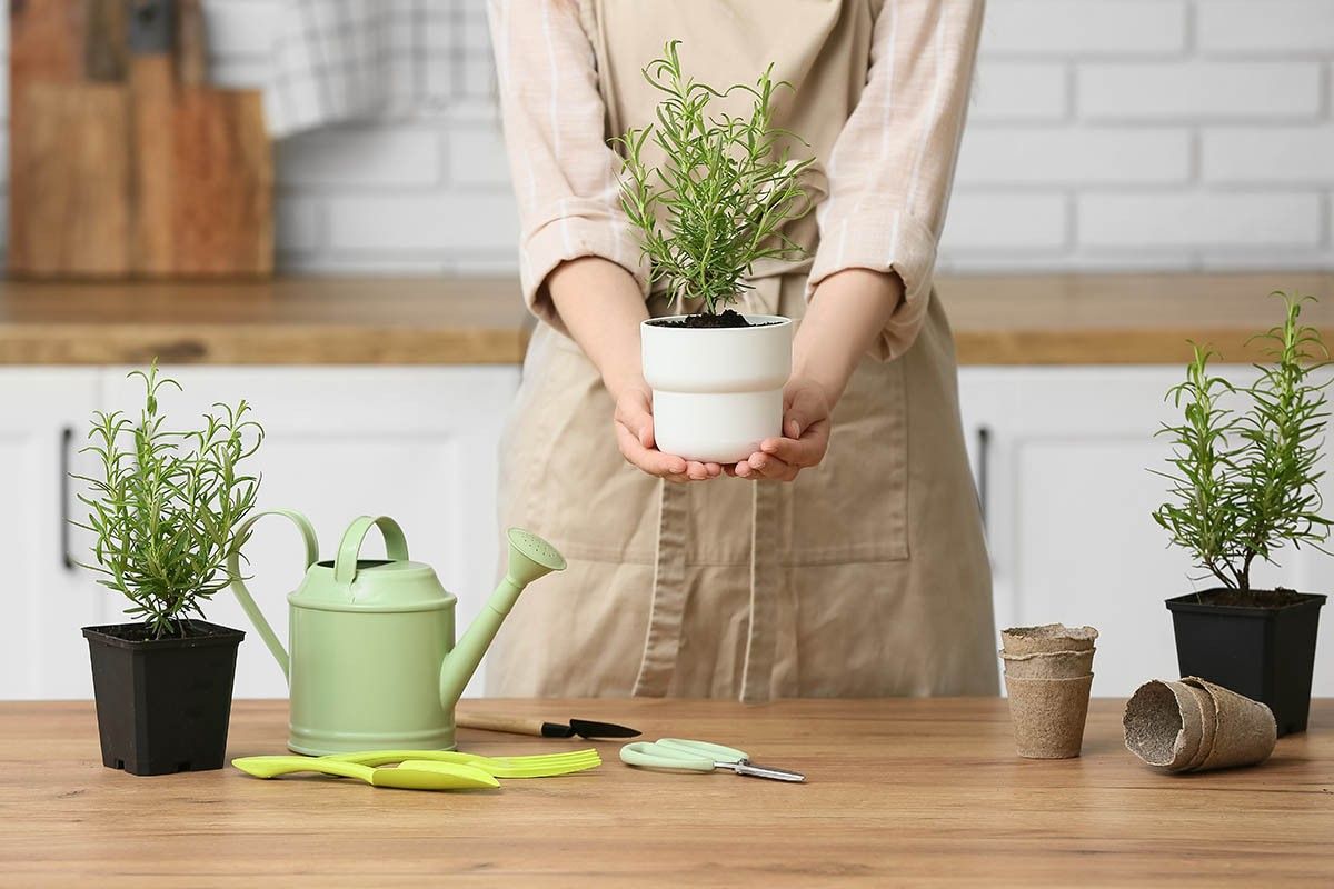 цветочные горшки с розмарином